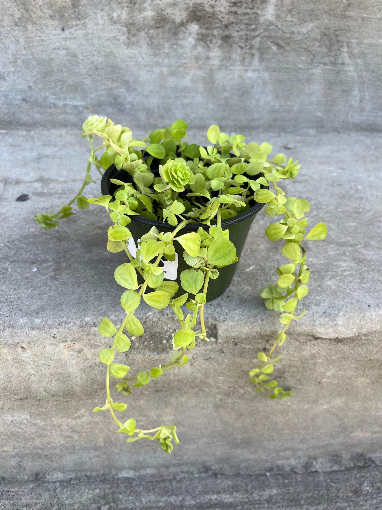 Pilea depressa