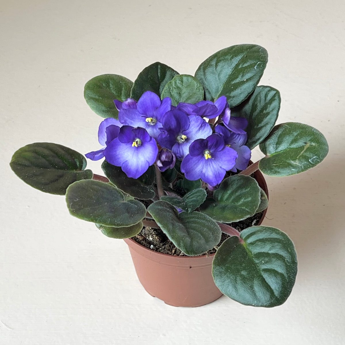 Saintpaulia ionantha 'African Violet'
