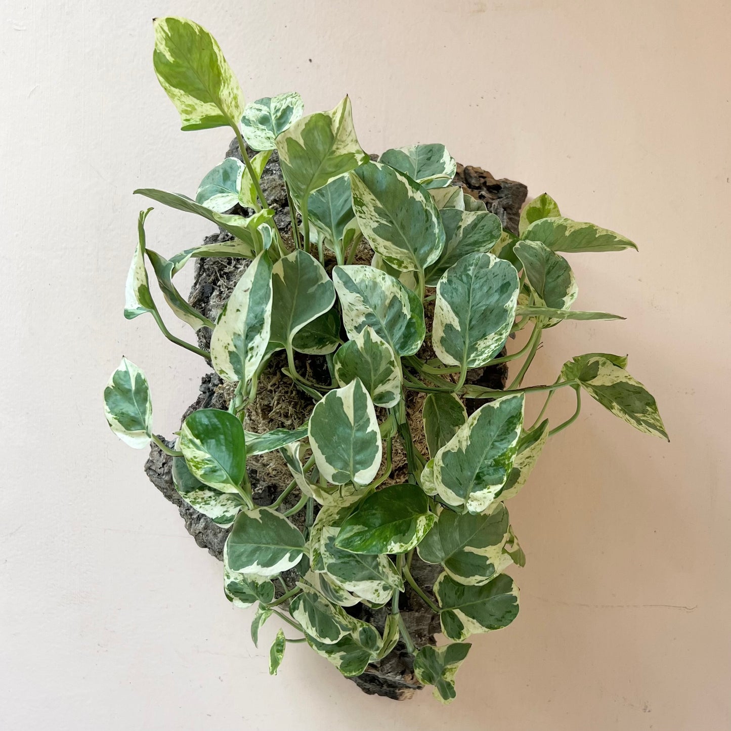 Mounted Epipremnum aureum 'Pearls and Jade Pothos'