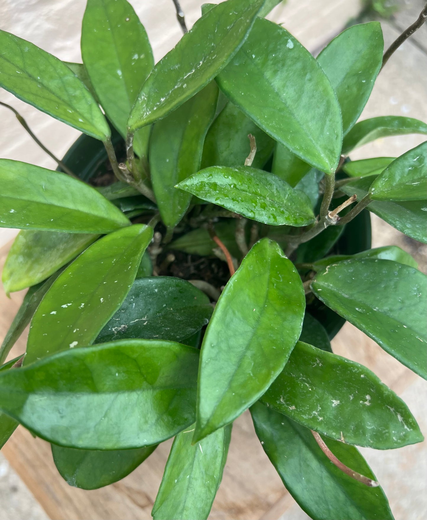 Hoya Jade Carnosa