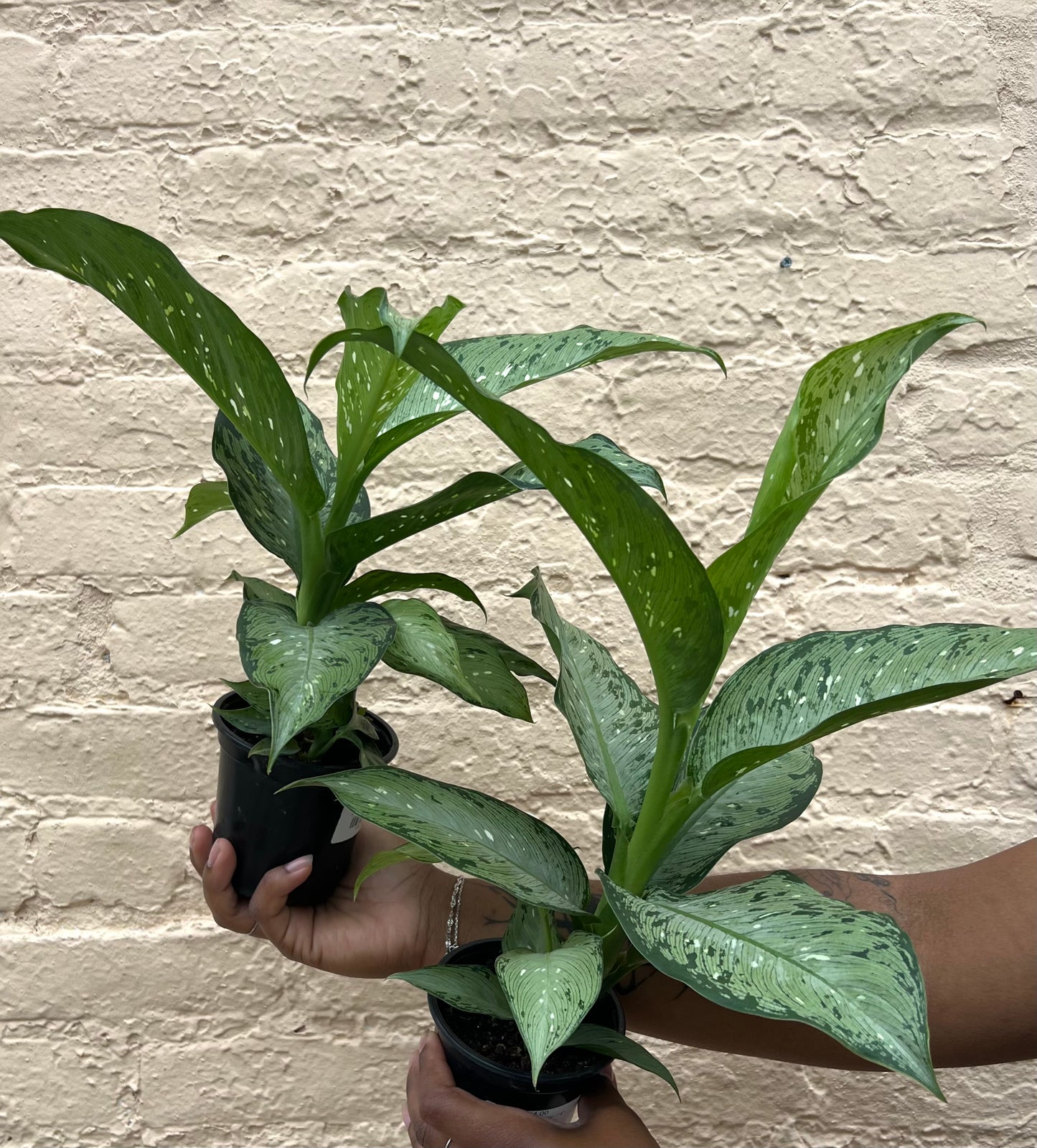 Dieffenbachia Tiki