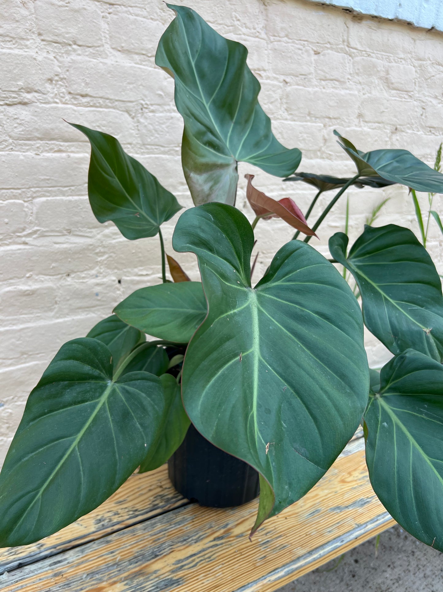 Philodendron Summer Glory