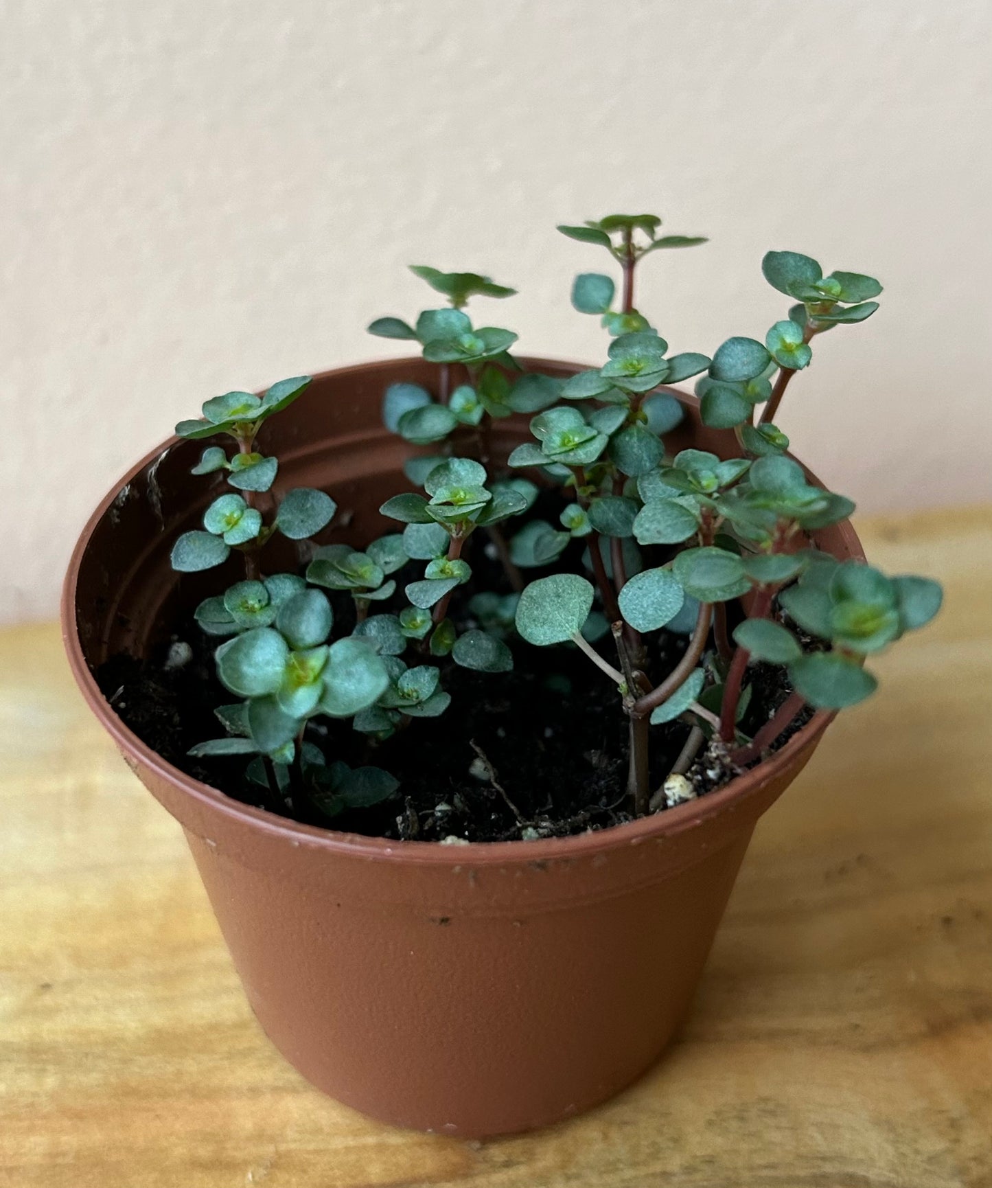 Pilea glauca 'Aquamarine