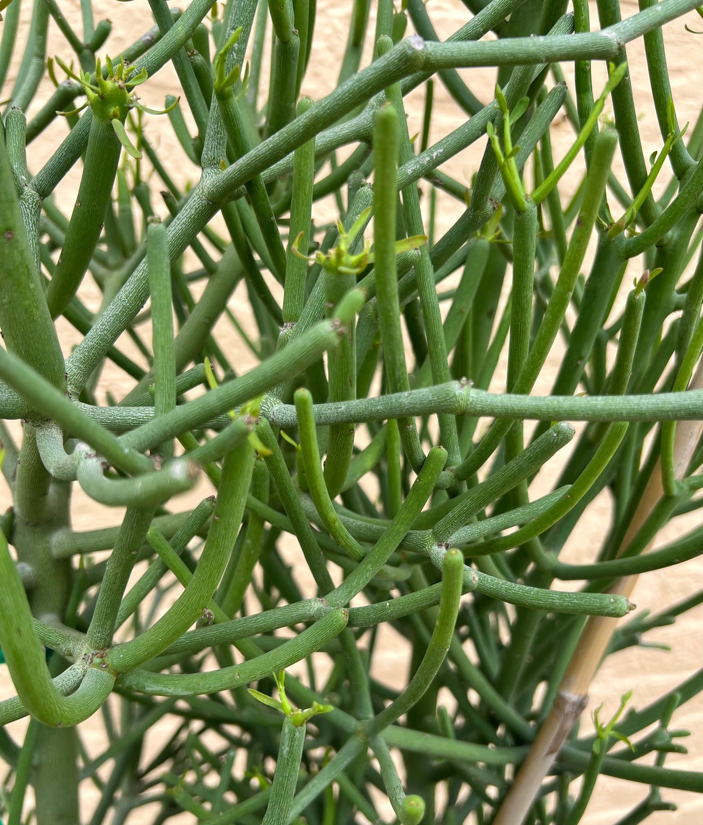 Euphorbia tirucalli 'Pencil Cactus'