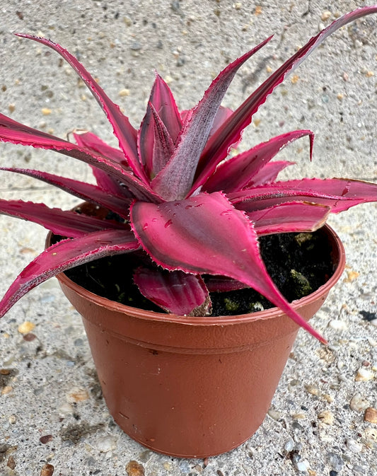 Cryptanthus