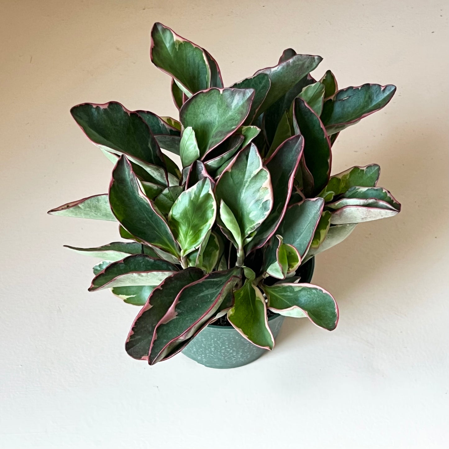 Peperomia clusifolia 'Ginny'