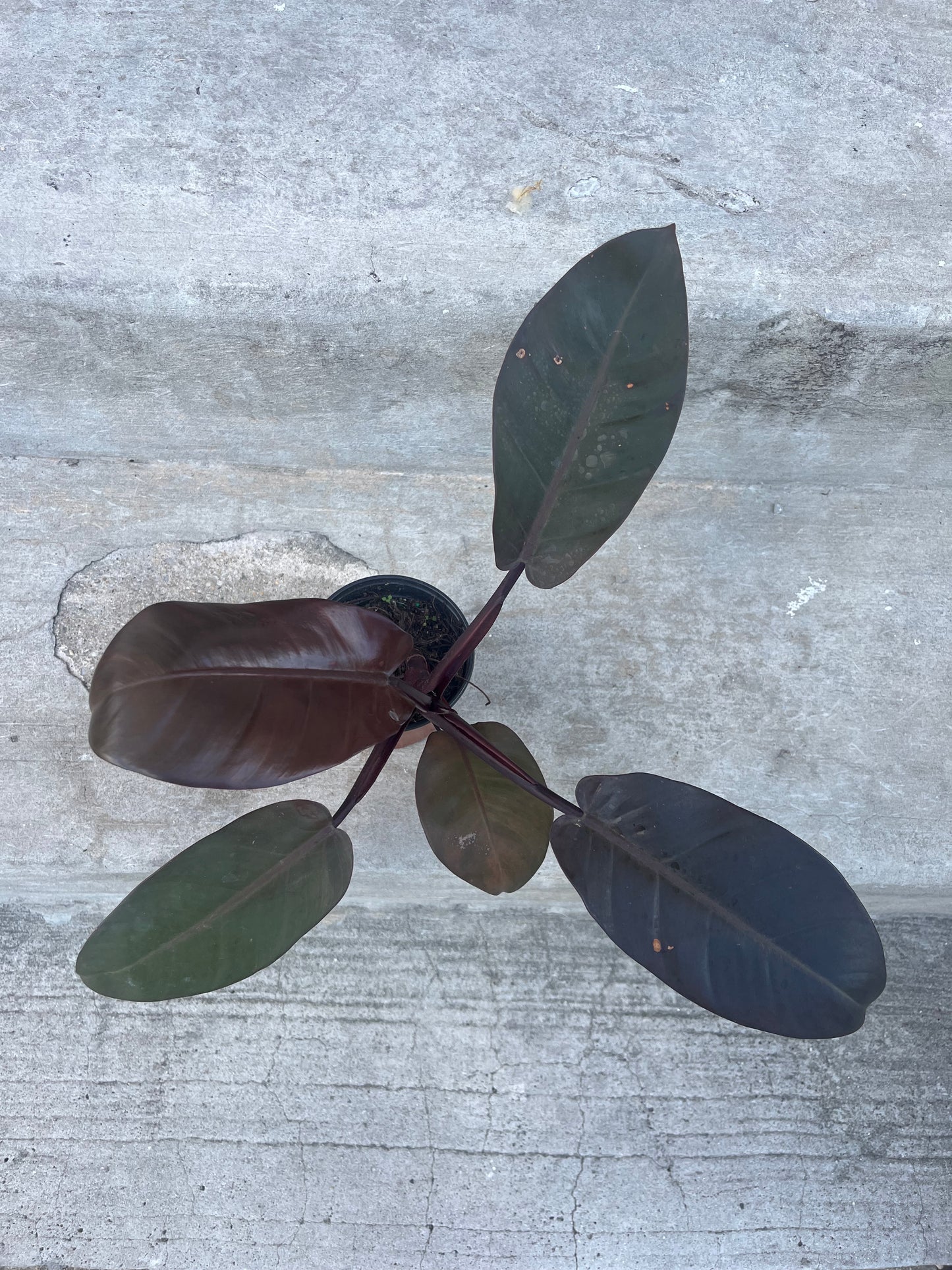 Philodendron 'Black Cardinal'