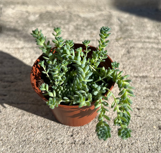 Sedum dasyphyllum