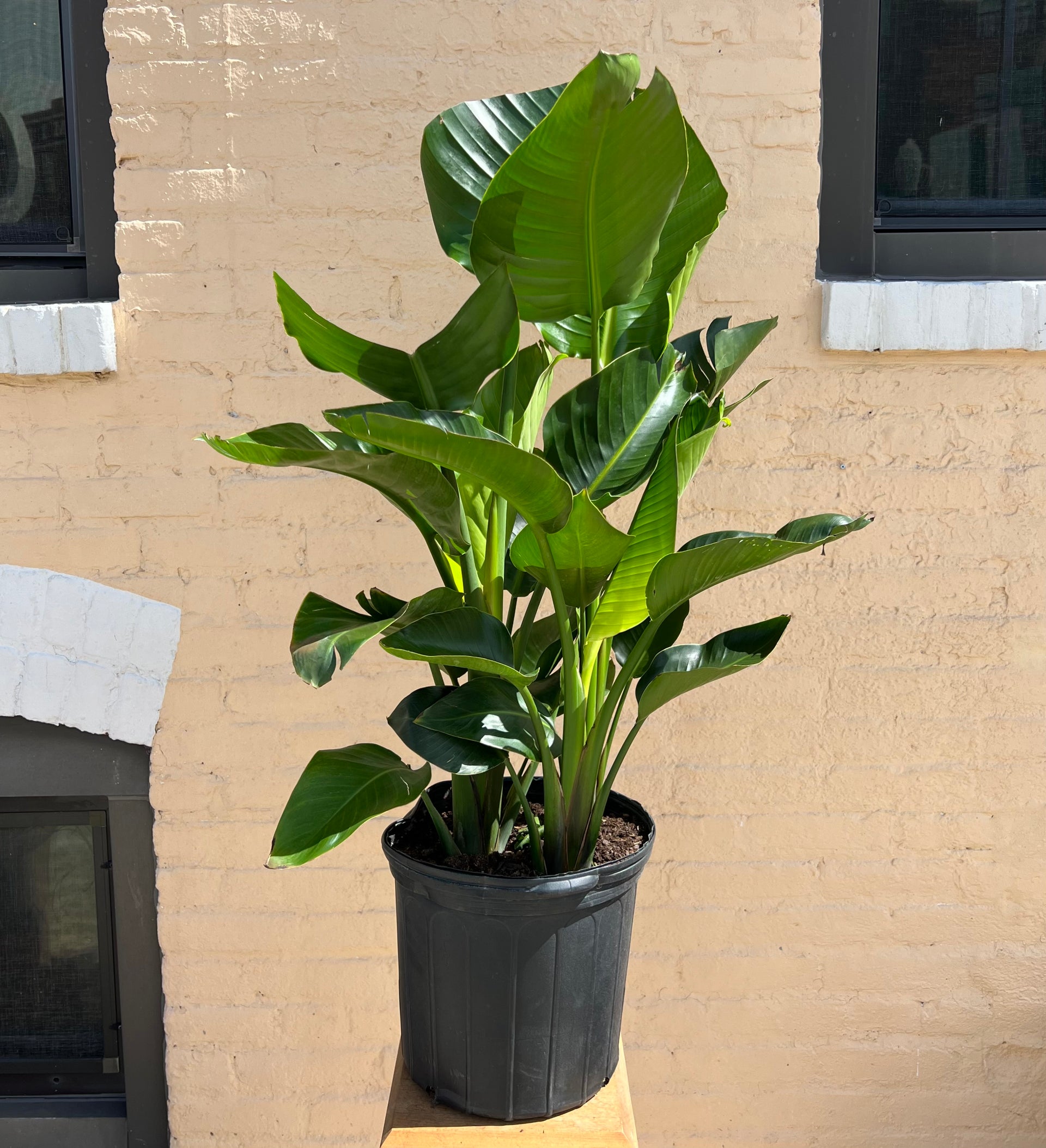 a strelitzia Strelitzia nicolai 'Bird of Paradise' – B.Willow