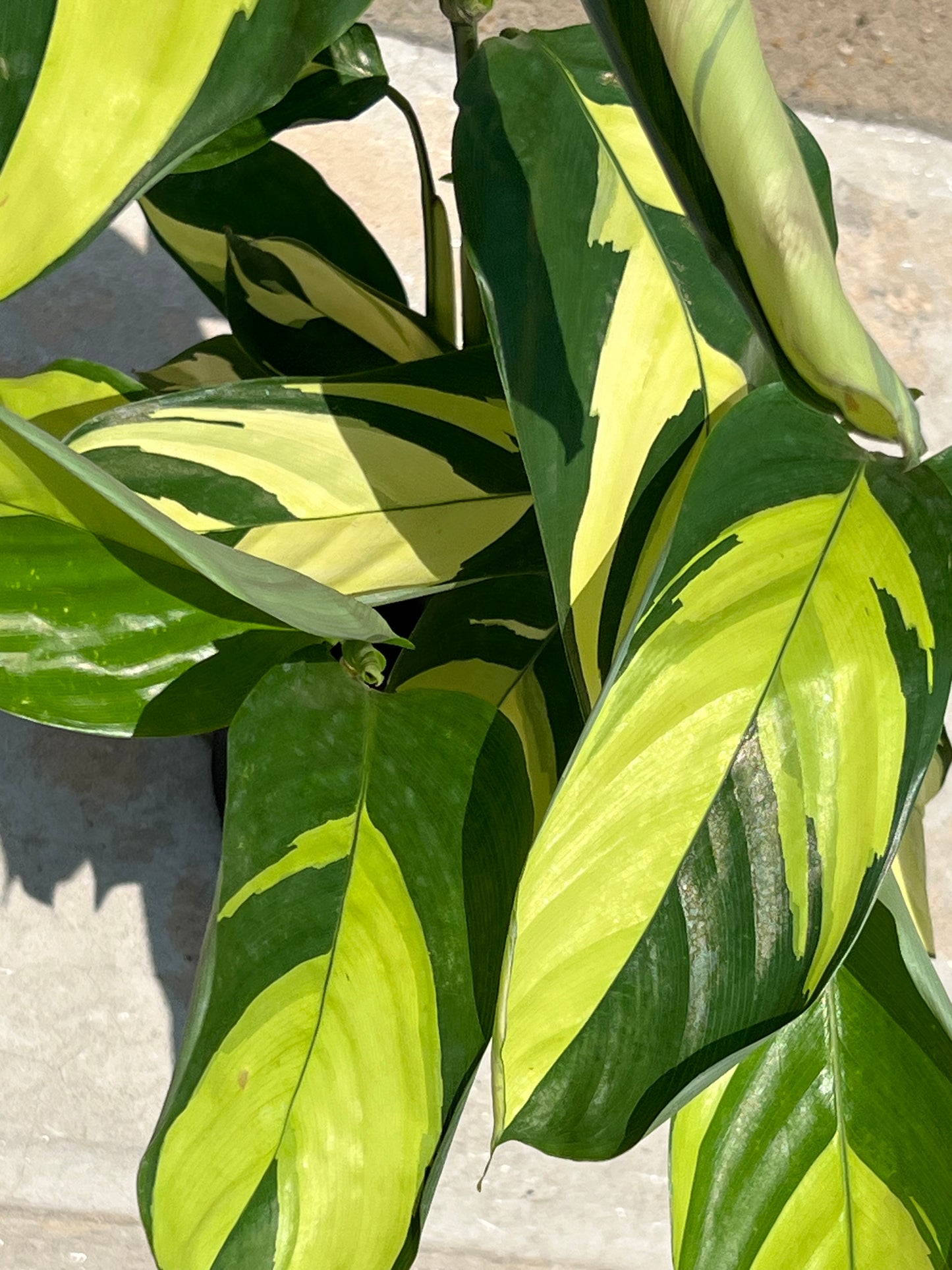 Ctenanthe lubbersiana 'Never Never Plant'