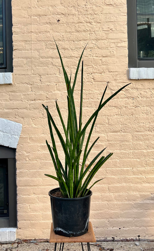 Sansevieria African Spears