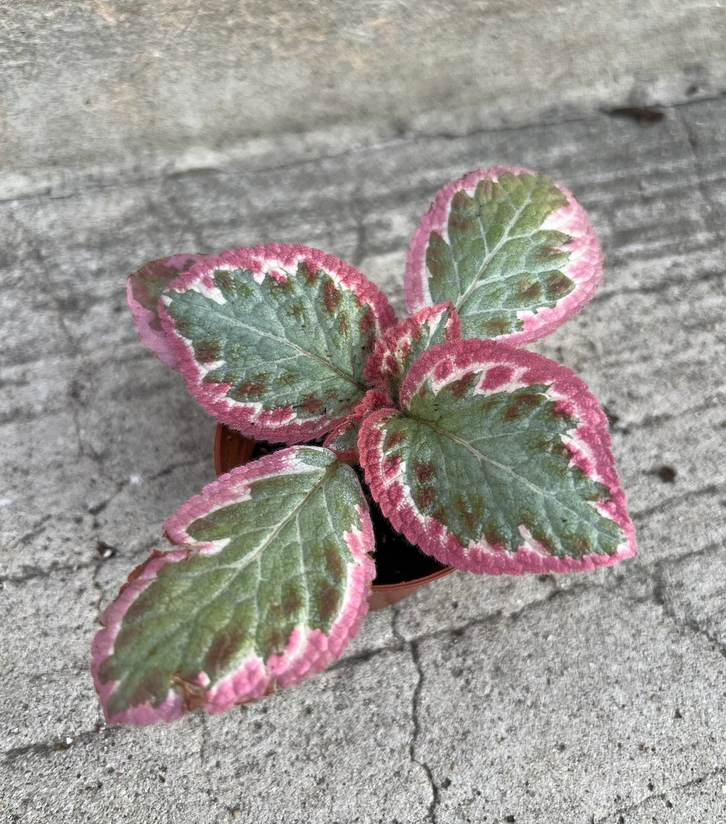 Episcia Pink