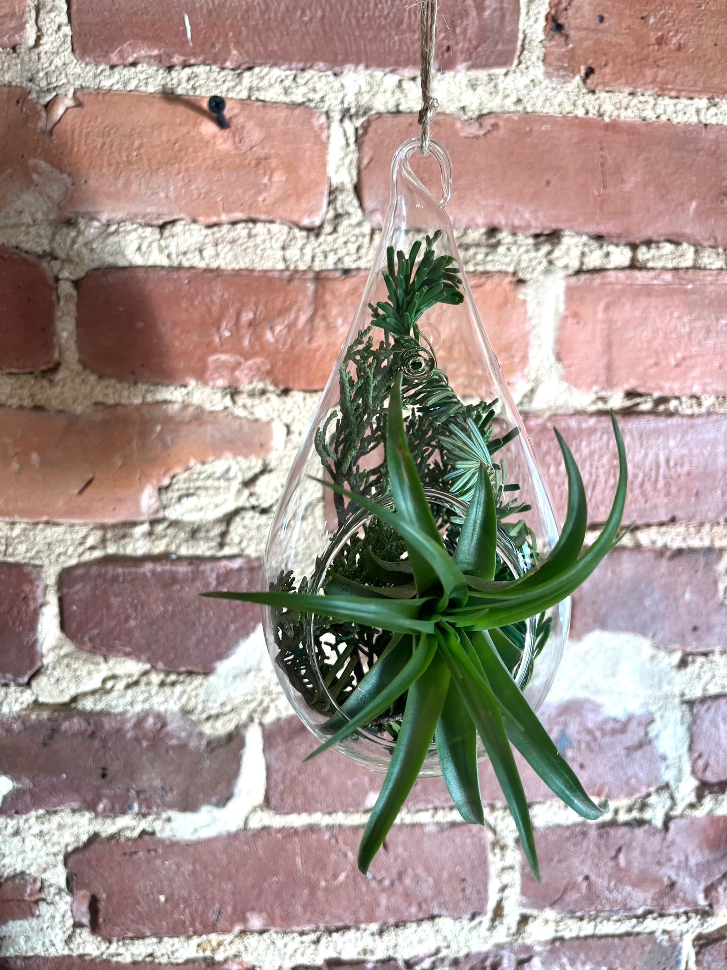 glass hanging planter for air plants Hanging Glass Air Plant – B.Willow
