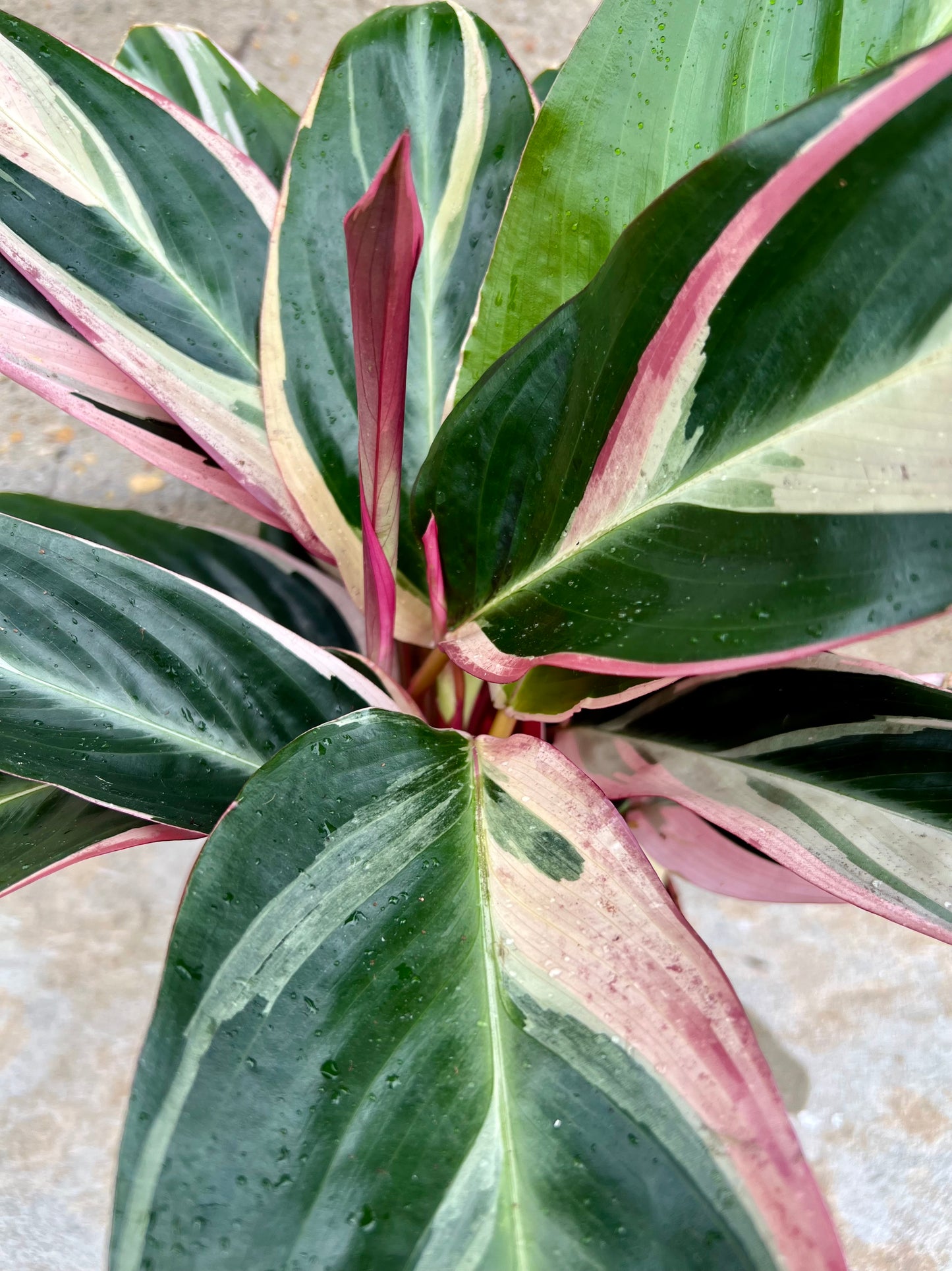 Stromanthe sanguinea Triostar