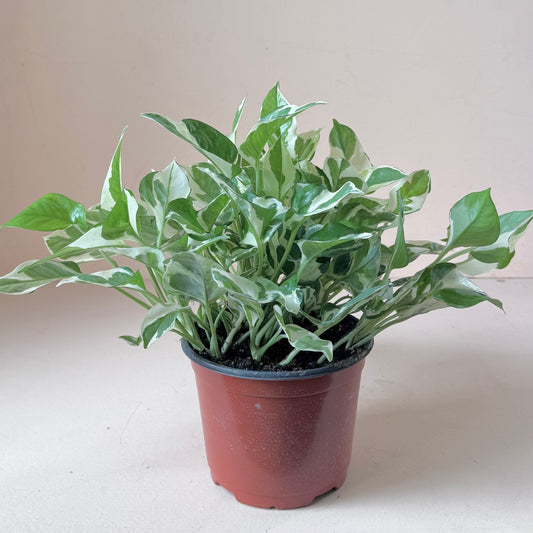 Epipremnum aureum 'Pearls and Jade Pothos'