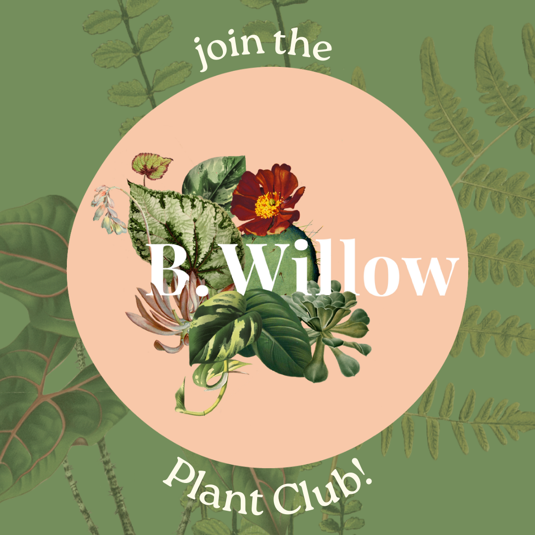 B.Willow Plant Club!