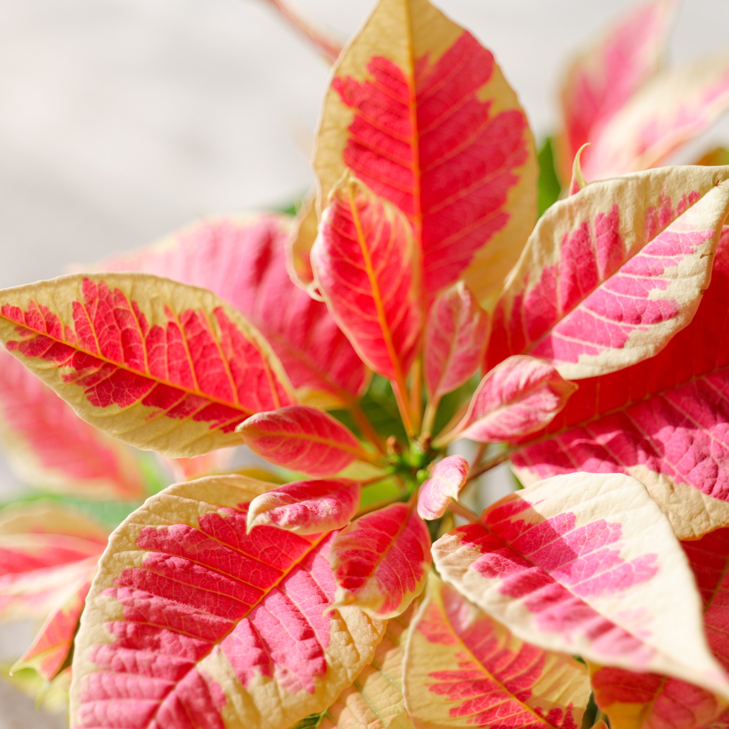 Poinsettia Pre-Order