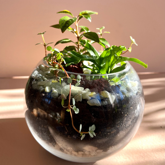 Tropical Globe Terrarium