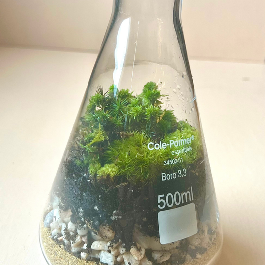 Moss Flask Terrarium