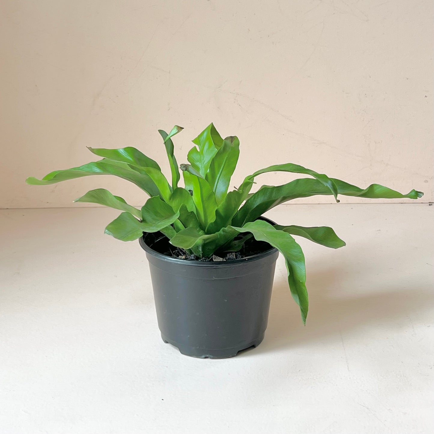 Asplenium 'Birdsnest Fern'
