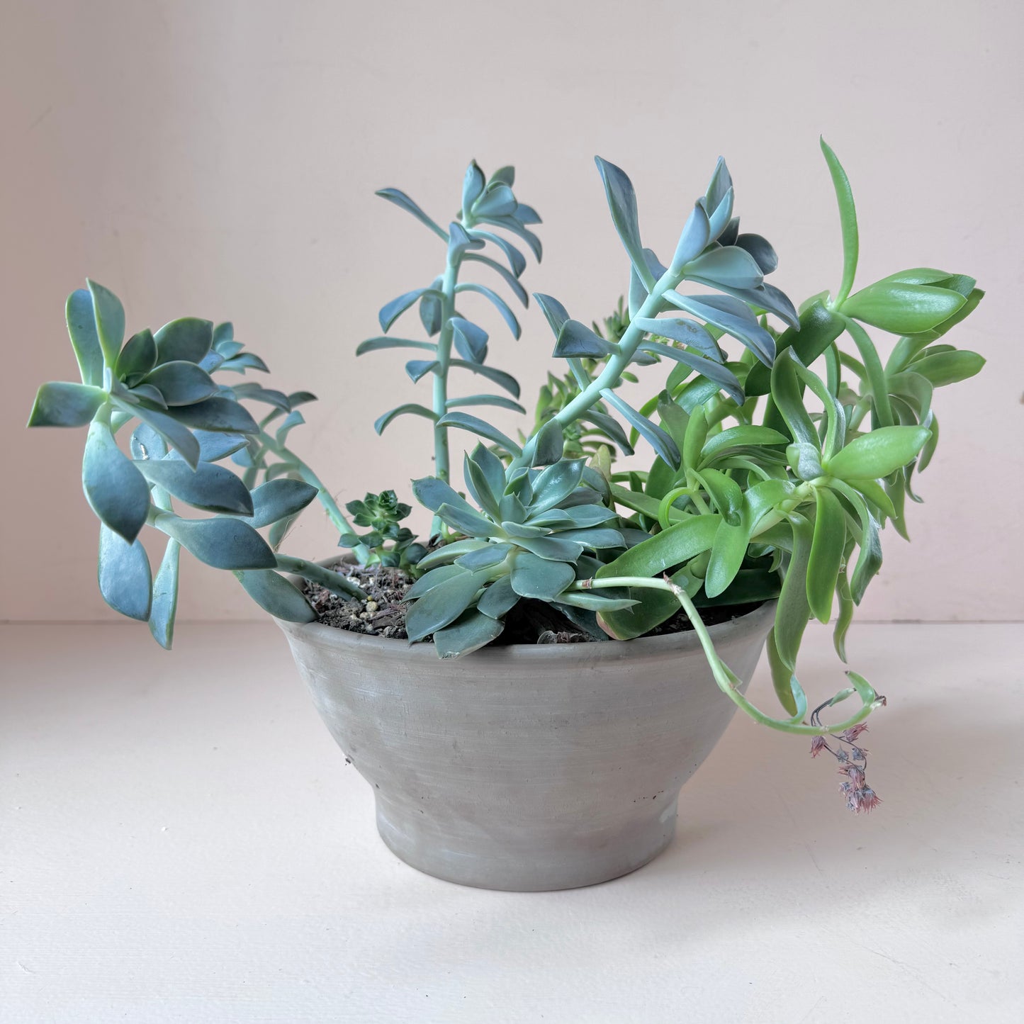 Succulent Garden Planter