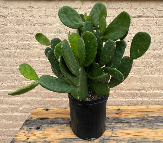 Cactus Opuntia Nopal