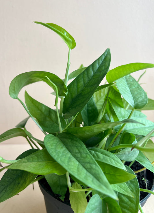 Pothos 'Cebu Blue'