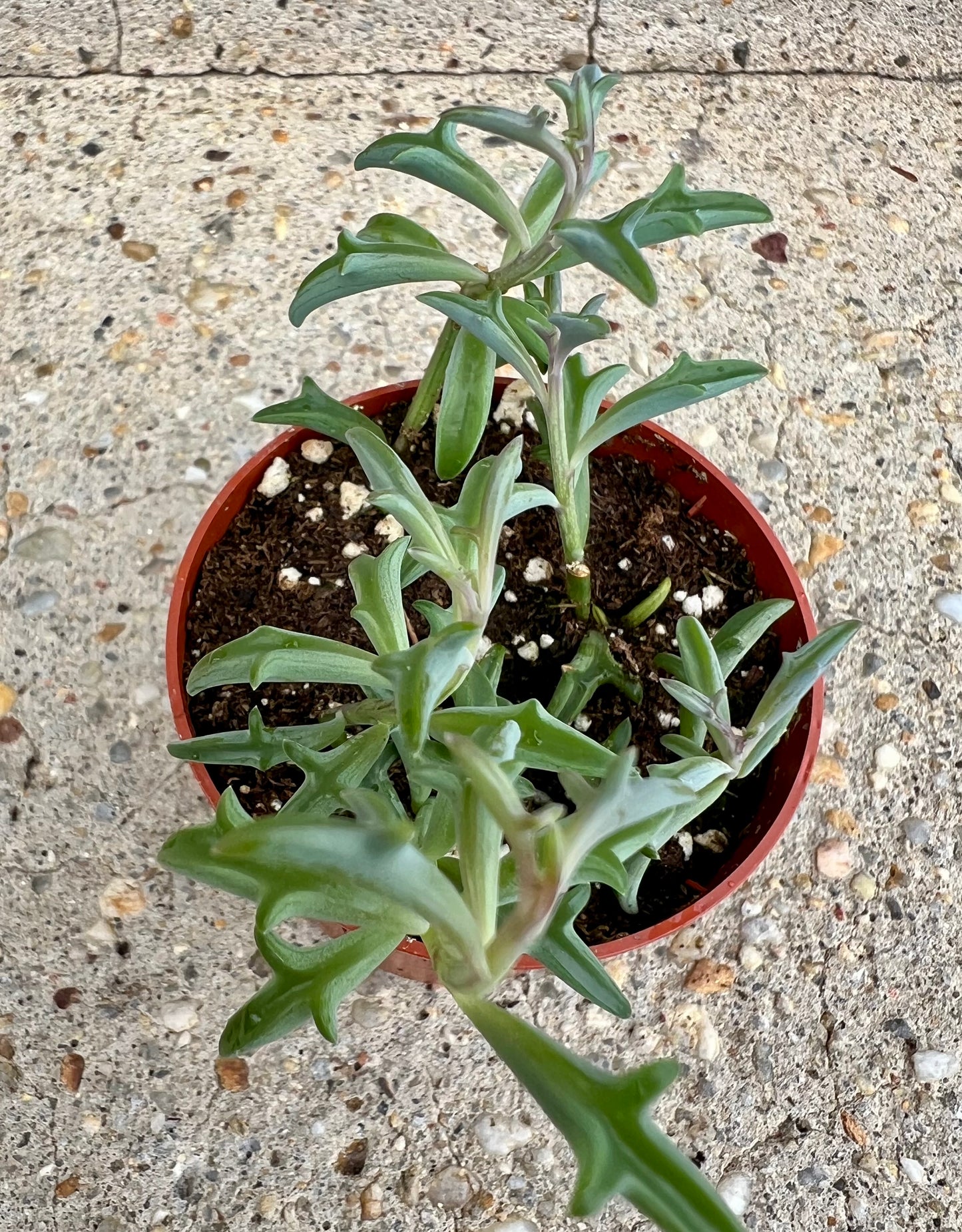 Senecio 'String of Dolphins'