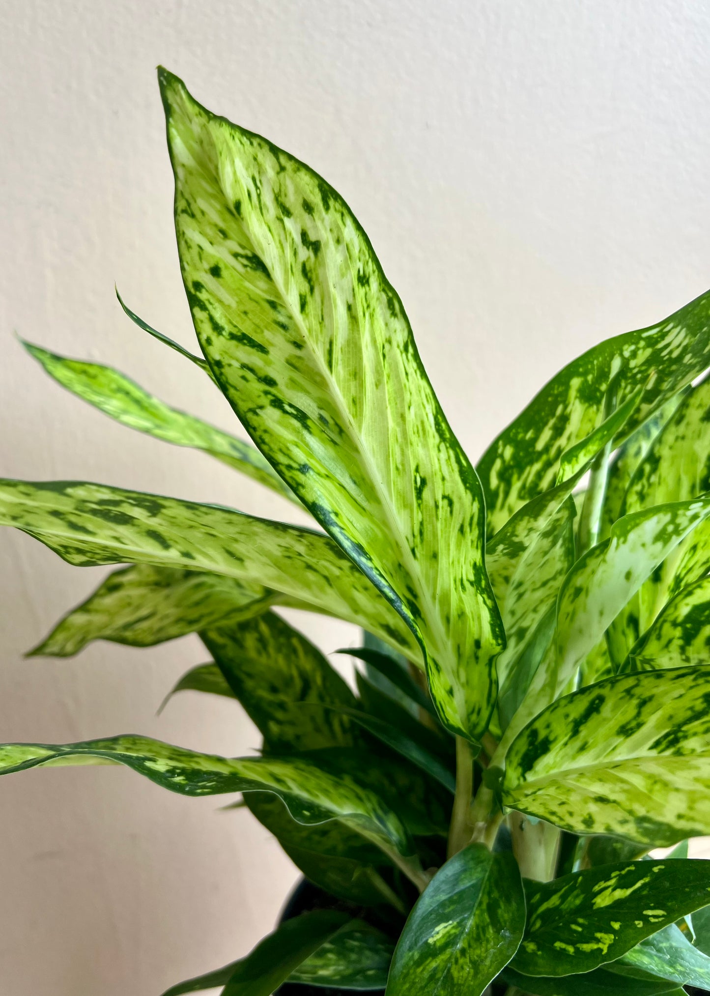 Dieffenbachia 'Starbright'