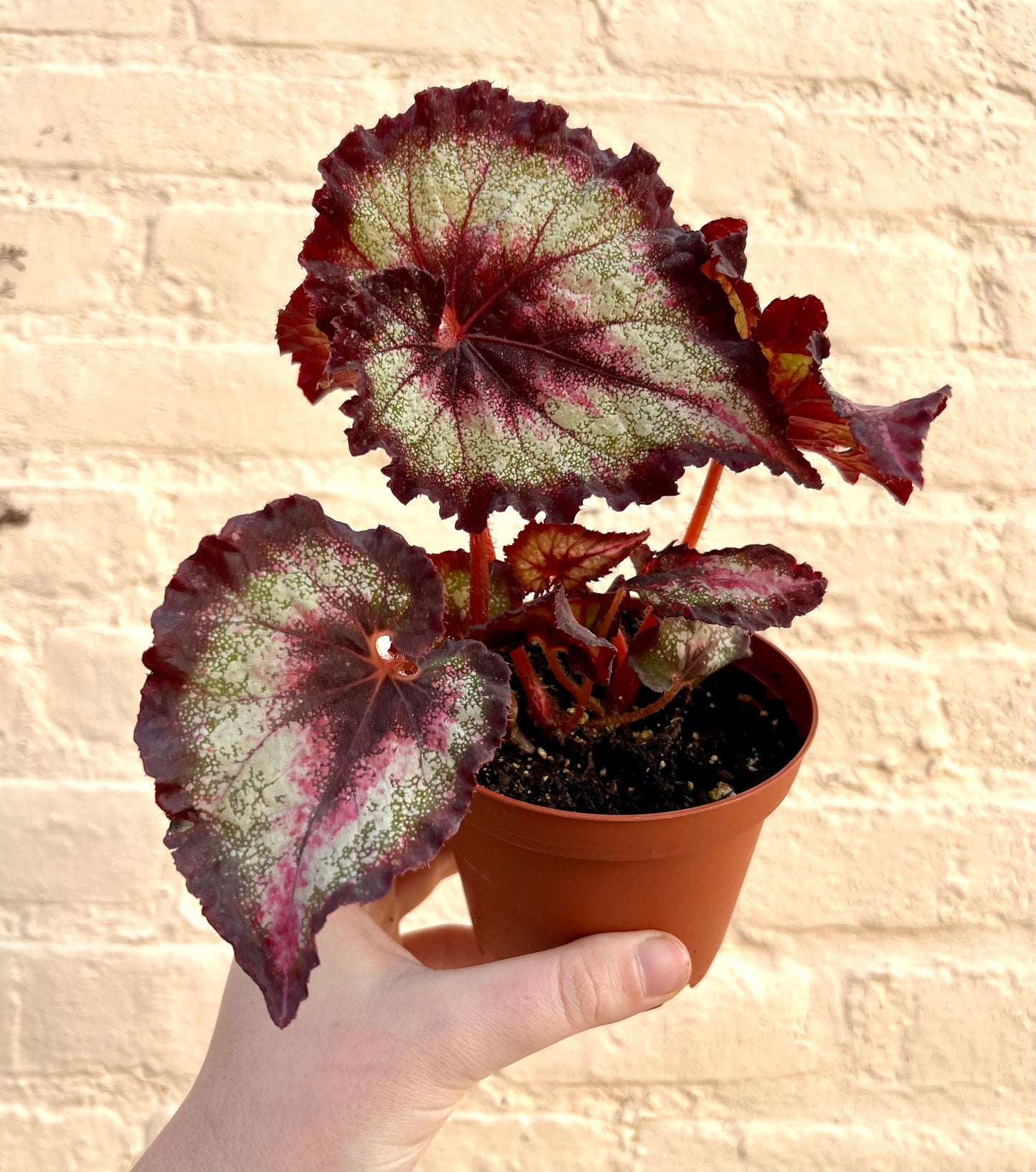 Assorted Rex Begonia