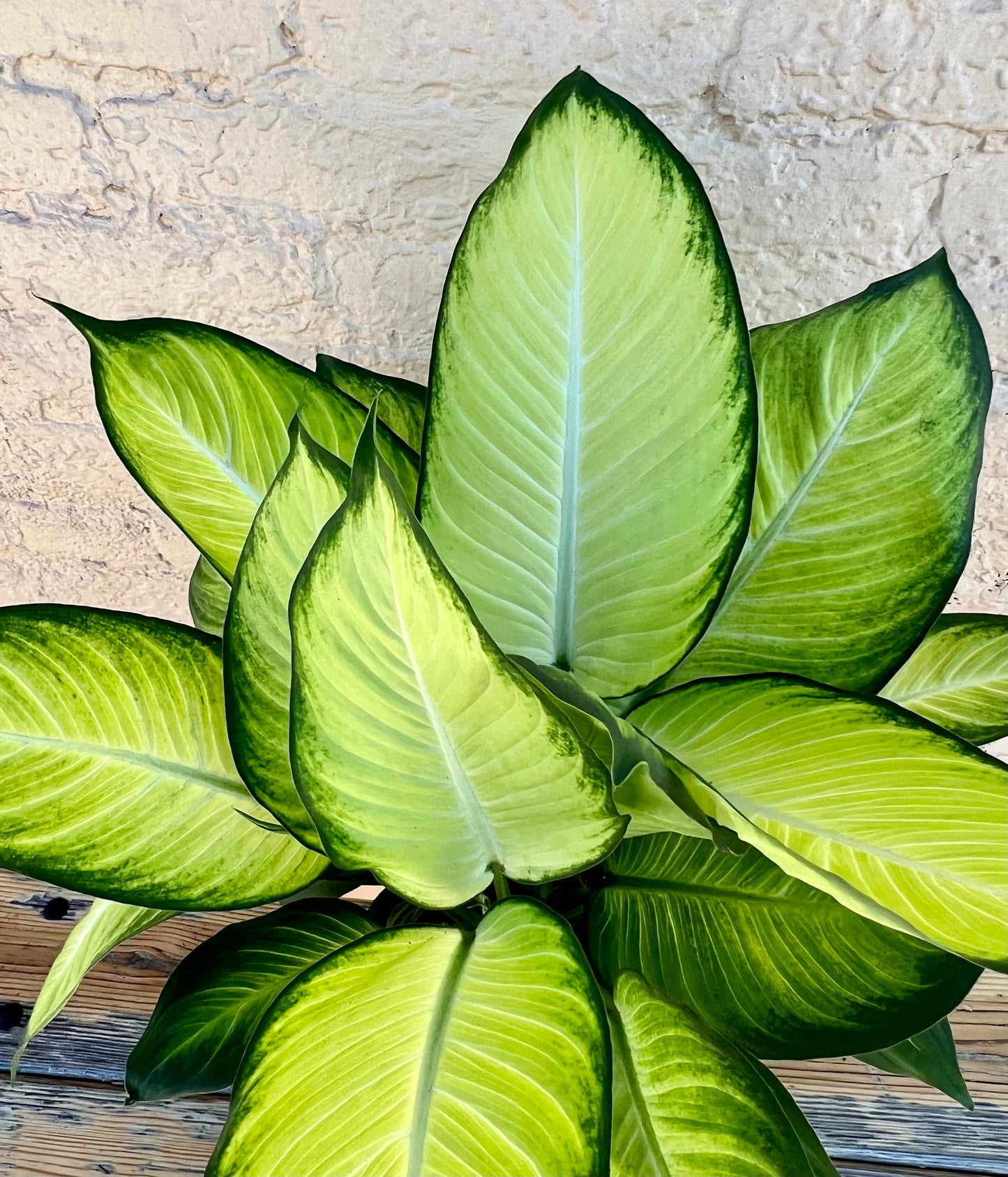 Dieffenbachia 'Tropic Marianne'