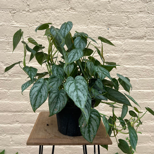Philodendron brandtianum