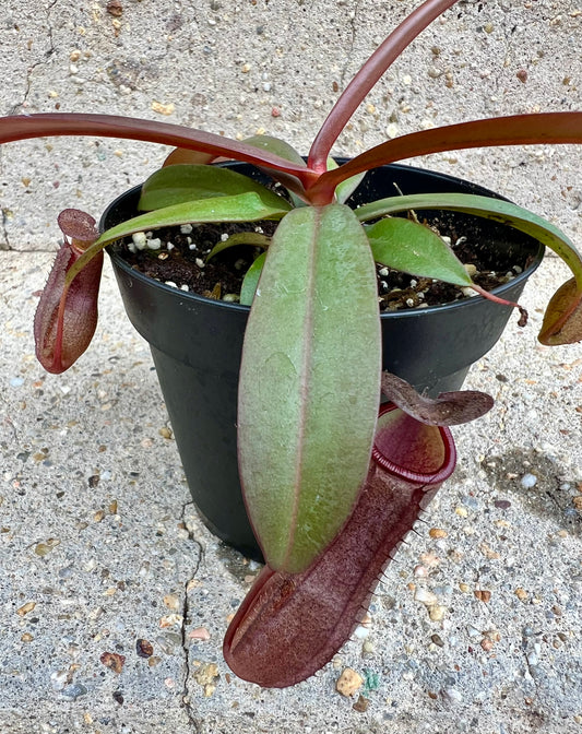 Pitcher Plant - Nepenthes- 'xRebecca Soper'