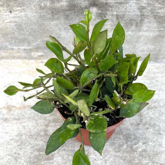 Hoya krohniana 'Black'