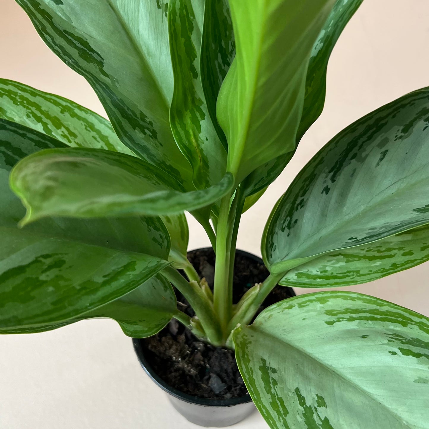 Aglaonema Silver Bay 'Chinese Evergreen'