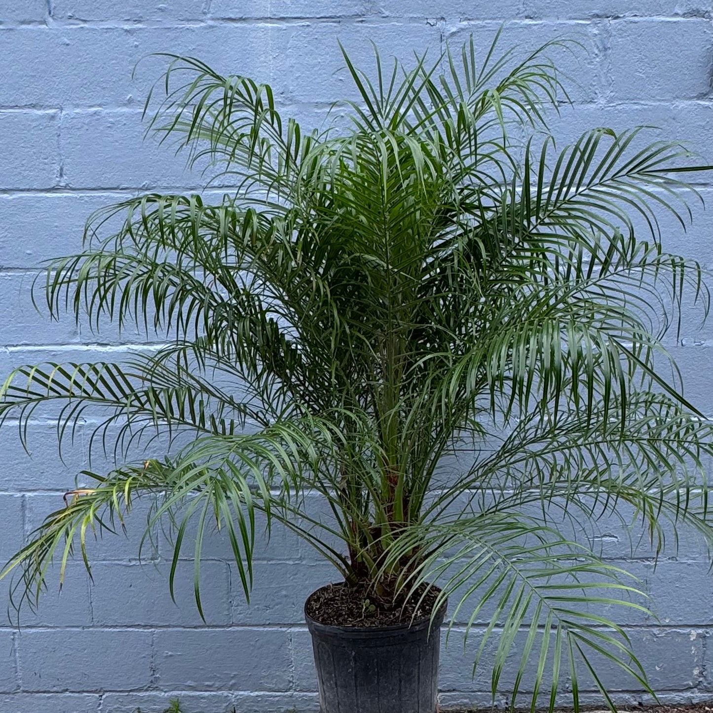 Phoenix roebelenii Palm