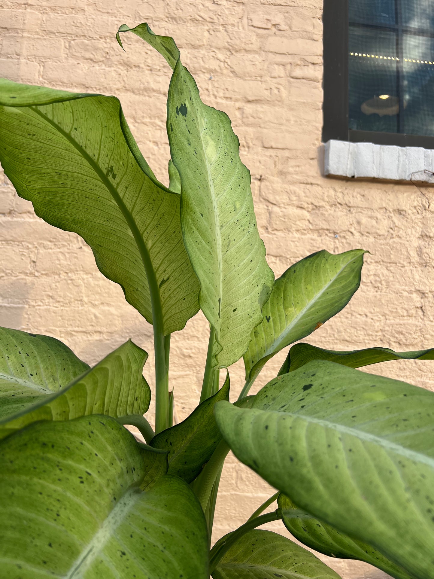 Dieffenbachia 'Camouflage'