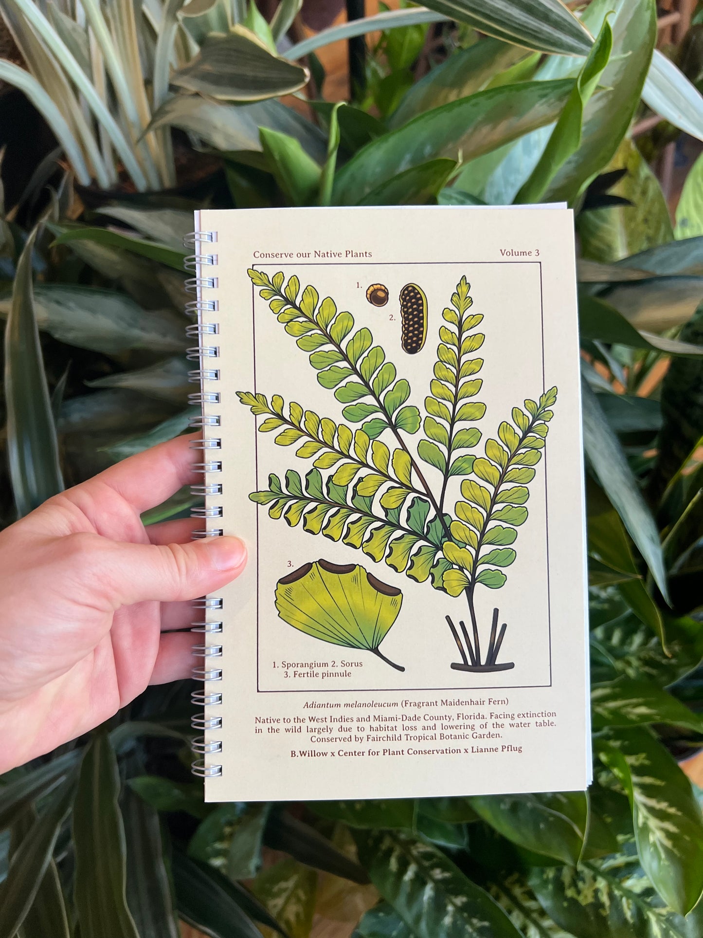 Fern Journal