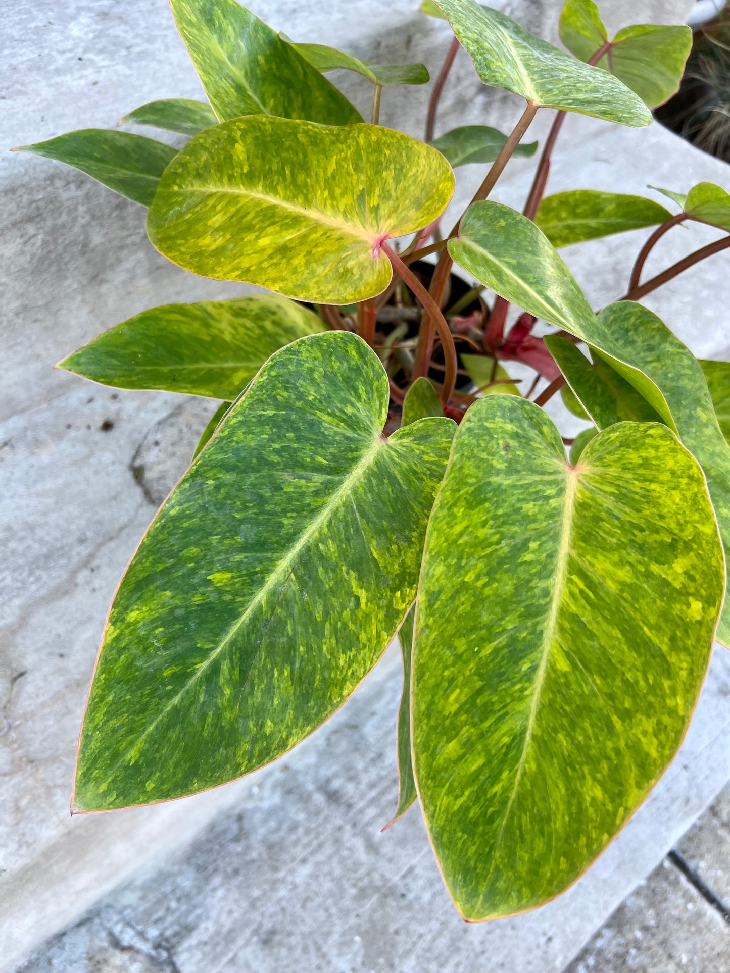 Philodendron Painted Lady