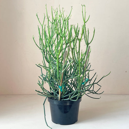 Euphorbia tirucalli 'Pencil Cactus'