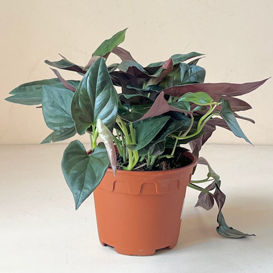 Syngonium 'Red Arrow'