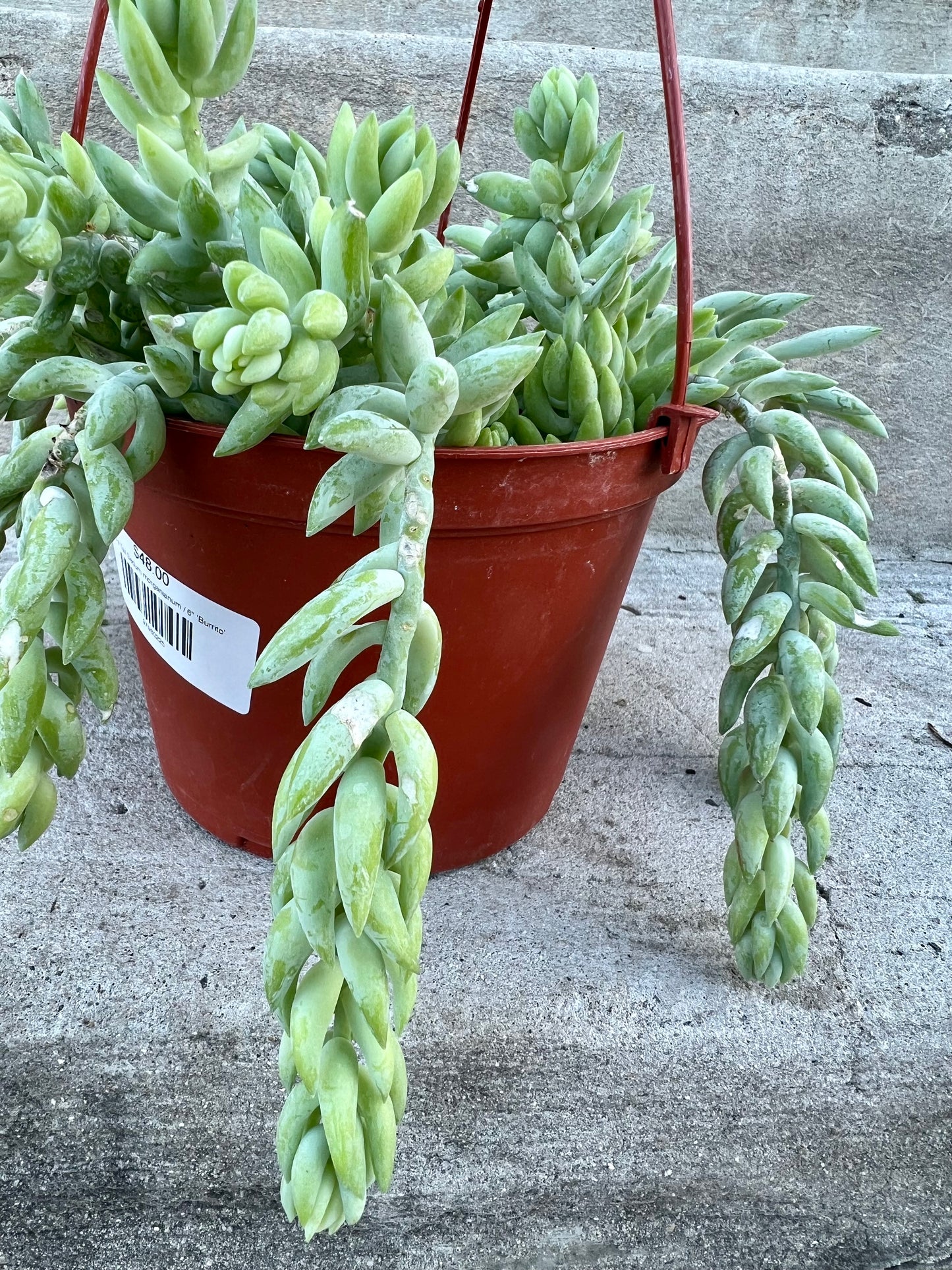 Burro's Tail Sedum morganianum