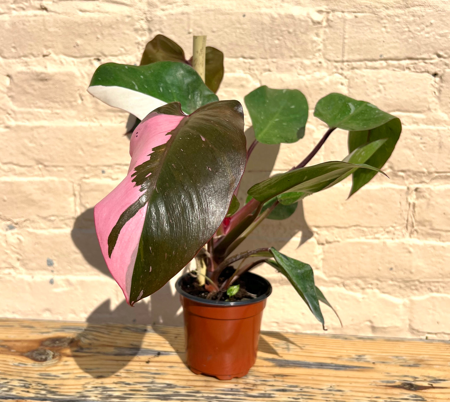 Philodendron erubescens 'Pink Princess'