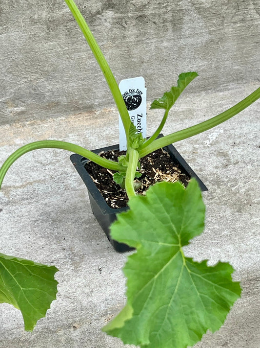 Zucchini