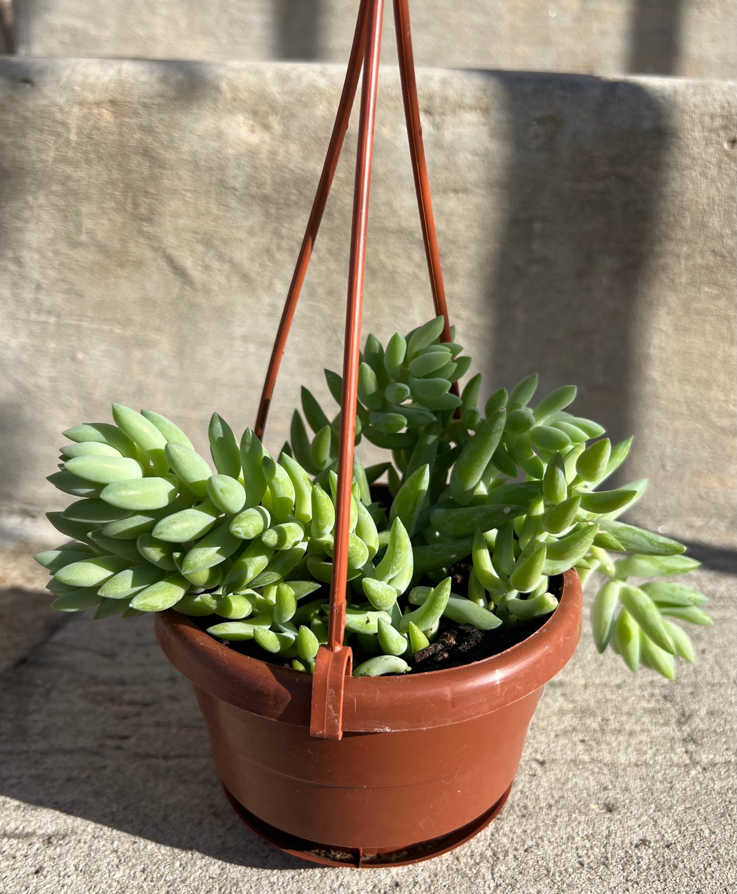 Burro's Tail Sedum morganianum