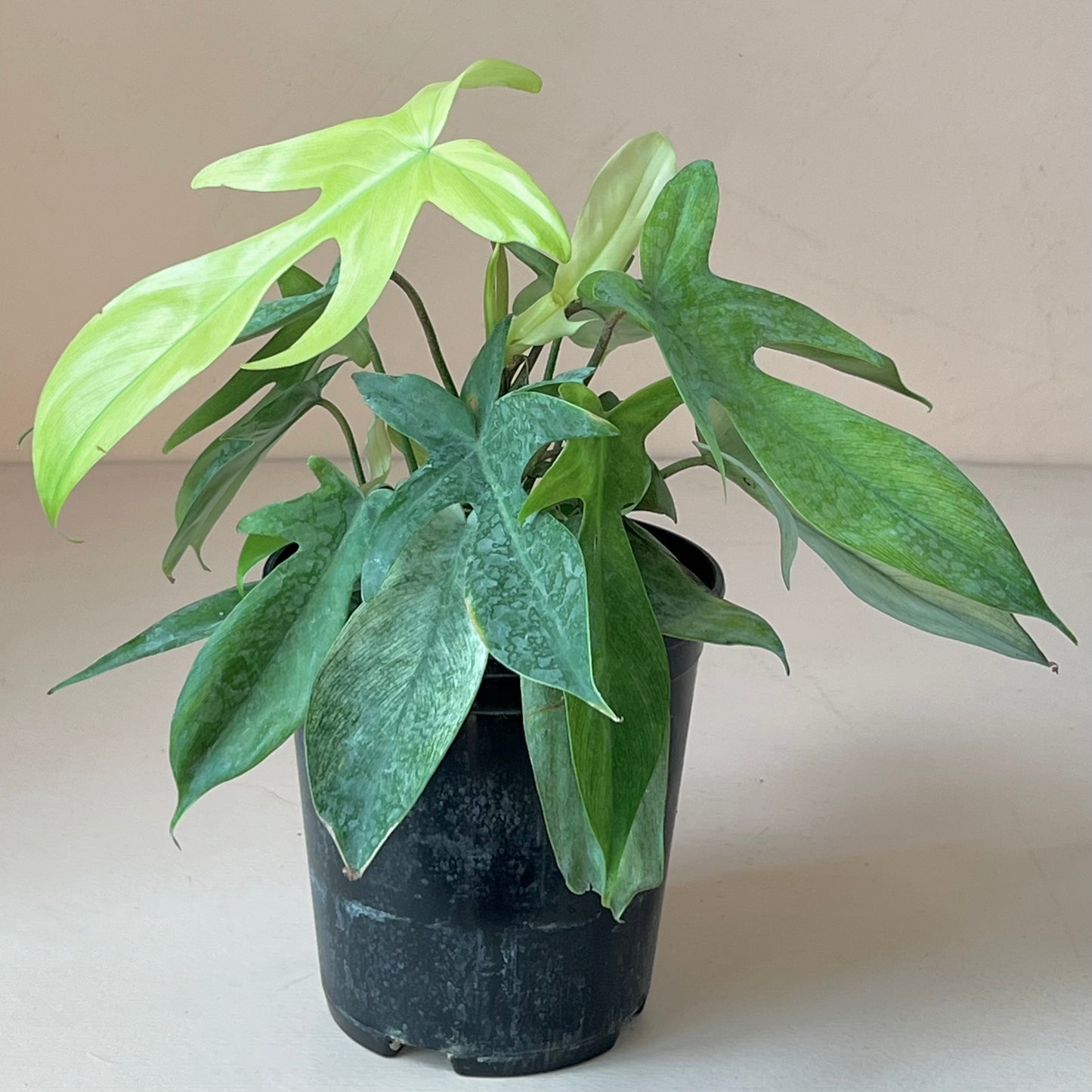 Philodendron 'Florida Ghost'