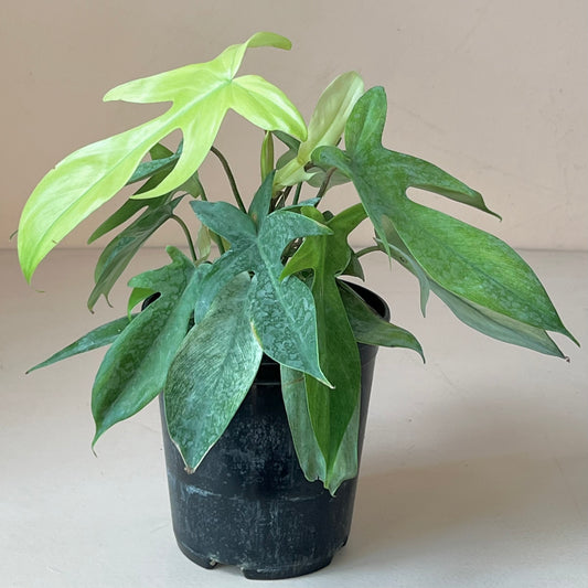 Philodendron 'Florida Ghost'