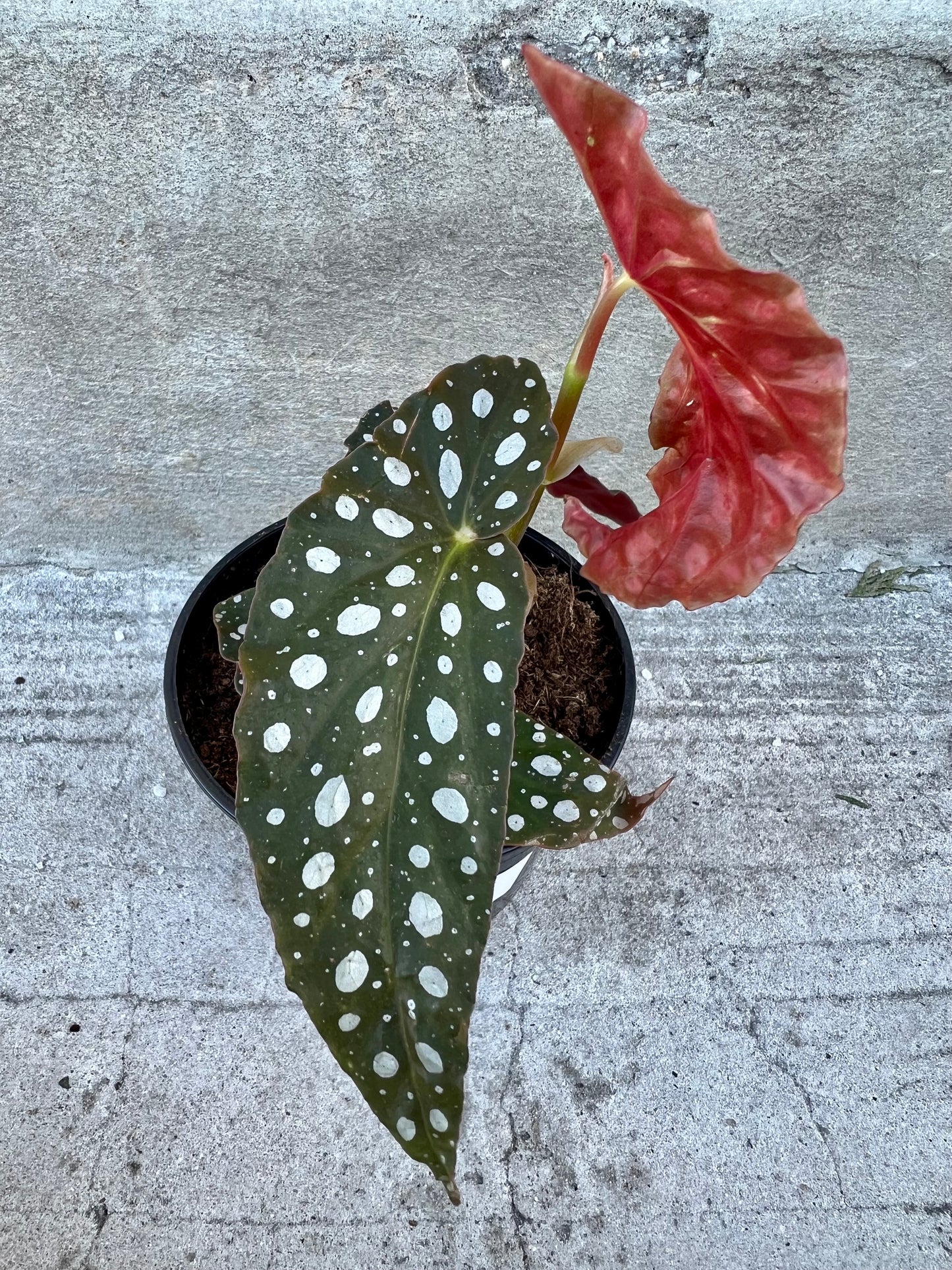 Begonia Maculata