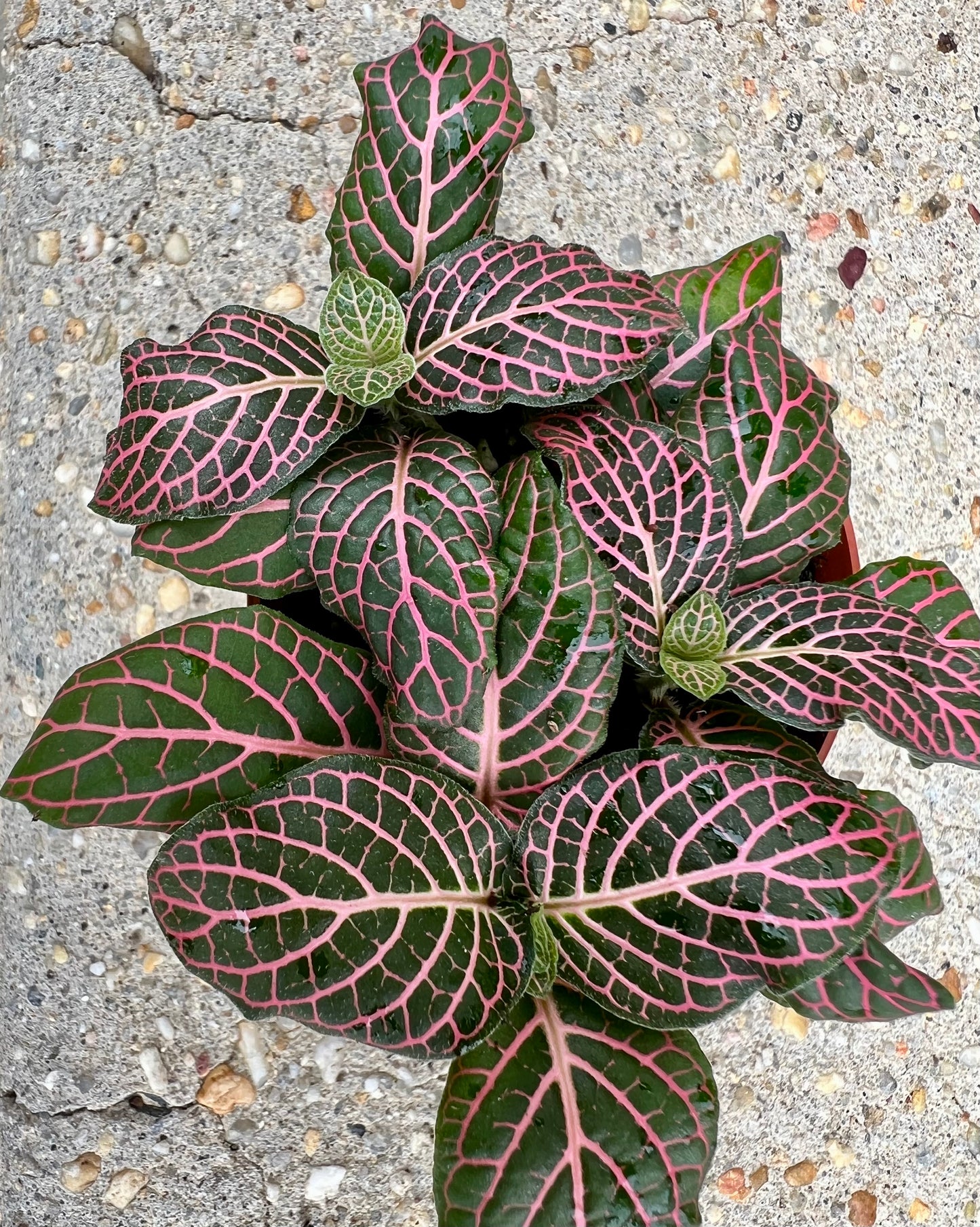 Fittonia albivenis 'Nerve Plant'
