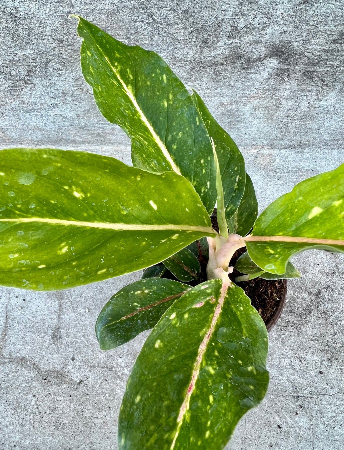 Aglaonema 'Night Sparkle'